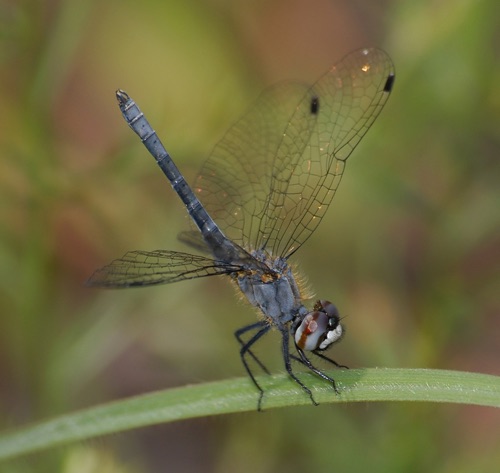 Male
2008_05_09_SC